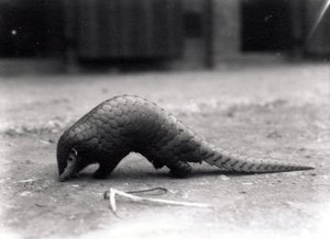 Pangolin chinois, juillet 1925